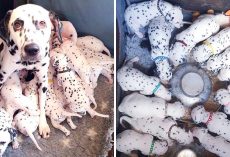 Vet Says Dalmatian Will Have 3 Puppies, Instead She Gives Birth To 18