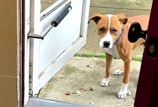 Dog Who Has Never Lived Inside Was Afraid Of Doors. His Foster Brother Transforms Him