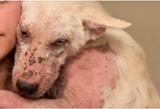 Broken Dog That Didn’t Matter Hung His Head In Shame, Clings To Woman Tightly