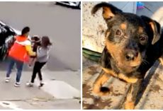 Creeps Hide In Shadows & Target Unsuspecting Pup In His Owner’s Front Yard