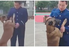 Inconsolable Working Dog Is Unprepared To Say Goodbye At Trainer’s Retirement