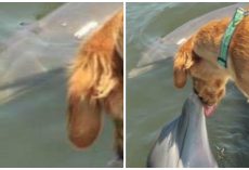 Dolphin & Golden Retriever Are A Modern Day Version Of Romeo & Juliet