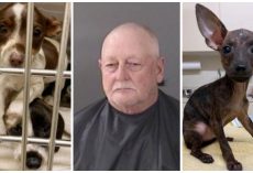 Cruel Monster Shoves 26 Little Pups Into A Cage & Tosses Them On Dirt Road
