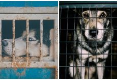 New Legislation May Stop Unscrupulous Breeders From Harming Thousands Of Pups
