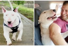 Military Veteran Unable To Function Since Service Dog Ran Away, Pleads For Help
