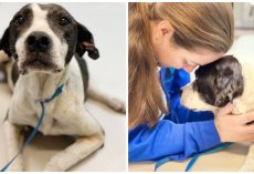 Abandoned, Shot, & Hit By A Car, Dog Musters Strength To Smile At Passerby