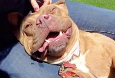 Homeless Pit Bull Was Terrified Of People, But Now She Wears A Permanent Smile