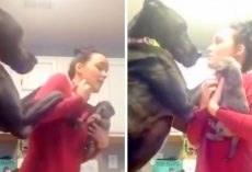 Mom Brings Home New Puppy, Jealous Great Dane Is Not Having It & Throws Epic Fit