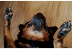 Stubborn Dog Refuses To Take His Pain Meds And Devises A Clever Plan
