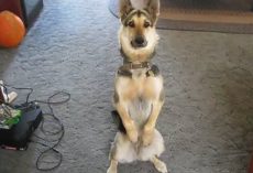 Dad Yells ‘Bang,’ And His German Shepherd Finds The Most Dramatic Way To Play Dead