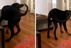 One Silly Pup Finally Catches His Own Tail While His Mom Films The Priceless Moment
