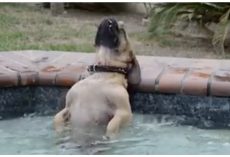 Dog’s Encounter With Jacuzzi Has 20 Million People Laughing-Out-Loud