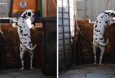 Every Friday Her Dog Runs Out Of The House, But This Time, She Managed To Film Him