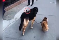 This Dog’s Clever Trick Was Astonishing – And He Had An Extra Surprise In Store