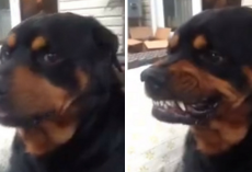 He Asked His Dog To Make A “Mean Face” And Boy, Did He Ever…