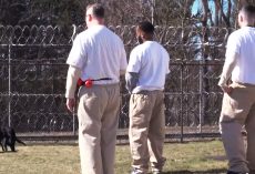 Most People Would Be Taken Aback By What Inmates Are Doing With These Dogs