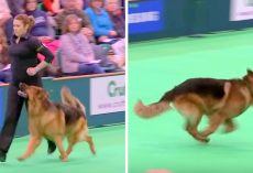 Dog Wins Hearts At Dog Show With Intense Discipline, His Focus Is Incredible