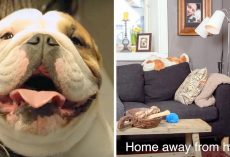 Dad Knows Dog Hates It When Family Goes On Trip, So He Builds Him A Special Home