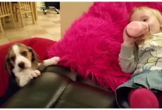 She’s Trying To Nap But Her Puppy Has A Plan So They Don’t Have To Be Apart