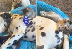 Kittens Jump Around Napping Dalmatian, This Cute Video Will Make Your Day