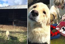 Mama Dog Is Sad When 7 Pups Die In Fire. Then They Showed Mama A Litter Of Orphans