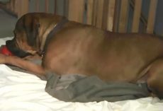 Two Women Awoke To Find Their Giant Mastiff Pinning Down A Man In Their Living Room