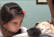 Rescued Skeletal Dog Was Starved For Months, Collapses As She Tries To Stand