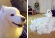 Dad Brushes Dog From Day To Night, Time Lapse Video Shows The Insane Fur Produced