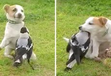 Goofy Dog Befriends Equally Comical Magpie, What They Do Together Is Outrageous