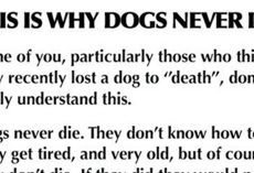 We Were Wrong All Along — This Is Why Dogs Never Actually Die