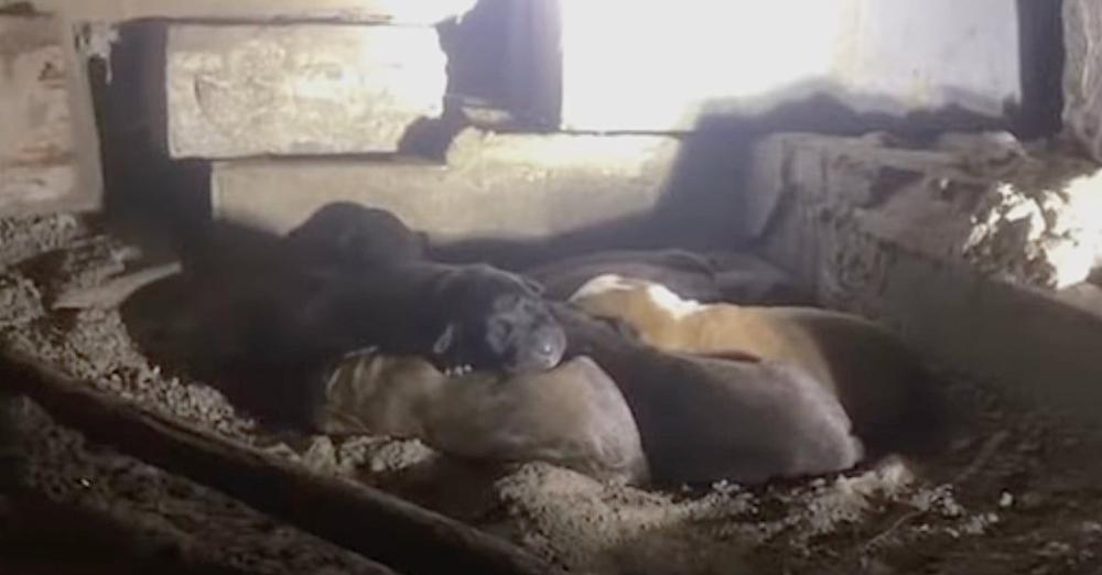10 Puppies Who Couldn’t Even Open Their Eyes Yet Found Cuddling Under A House