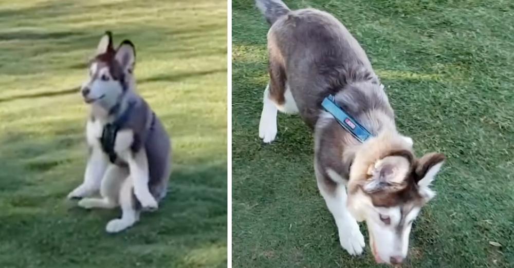 This Husky Pup Had Trouble Walking, But One Person Thought He Was Perfect