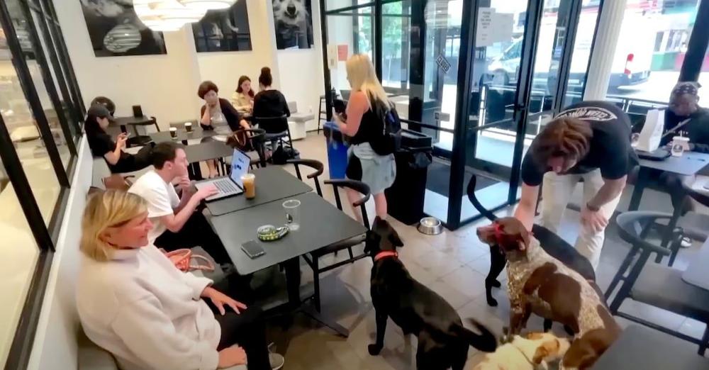 The ‘No Leash’ Dog Cafe With Menus For Humans And Canines
