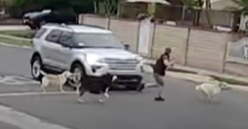 Woman’s Walking Dogs When A Car Blows Through Intersection And Doesn’t Stop