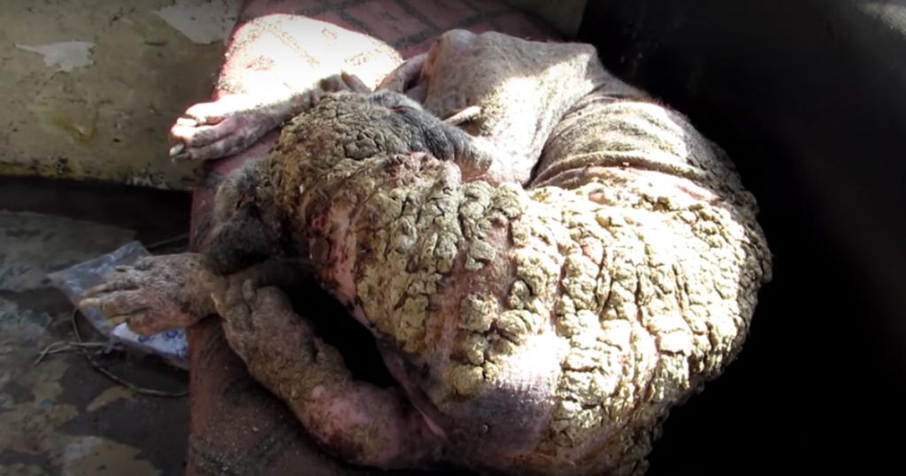 Dog’s skin turns to stone – then a hero steps in and 6 weeks later the change is stunning