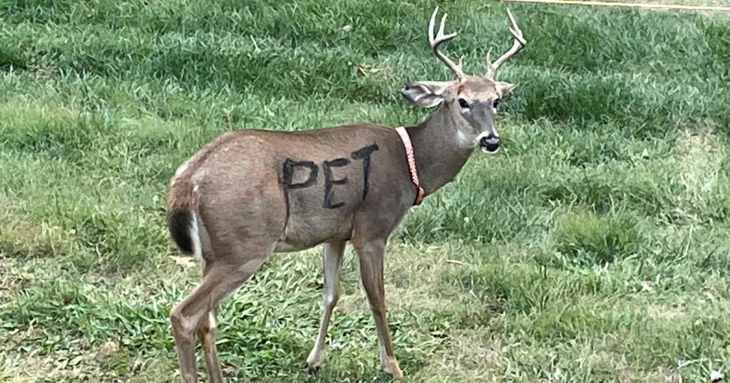Deer found with “PET” painted on its body, wearing a collar — police issue a warning