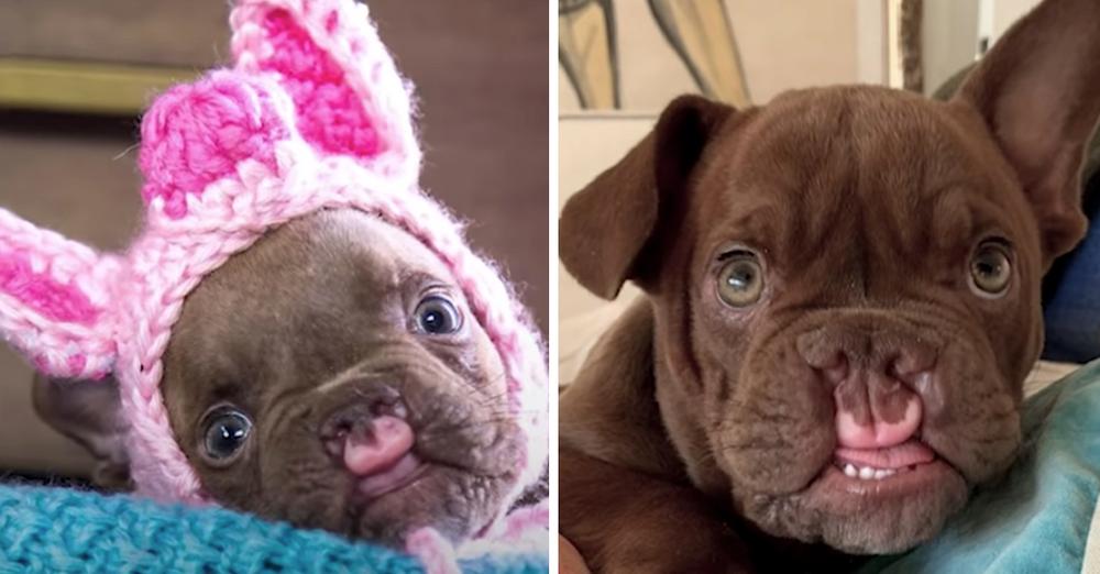 Odd-Looking Puppy Abandoned By Breeder Wonders If He Could Ever Be Loved