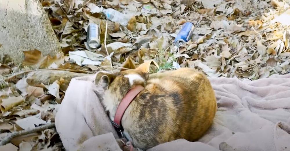 Little Dog Sat Shaking In A Ditch Surrounded By Trash With Only A Blanket