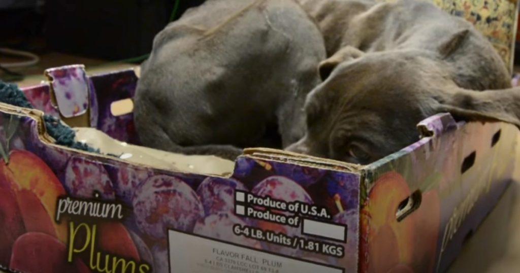 Terrified Puppy Wouldn’t Leave The Plum Box He Was Abandoned In