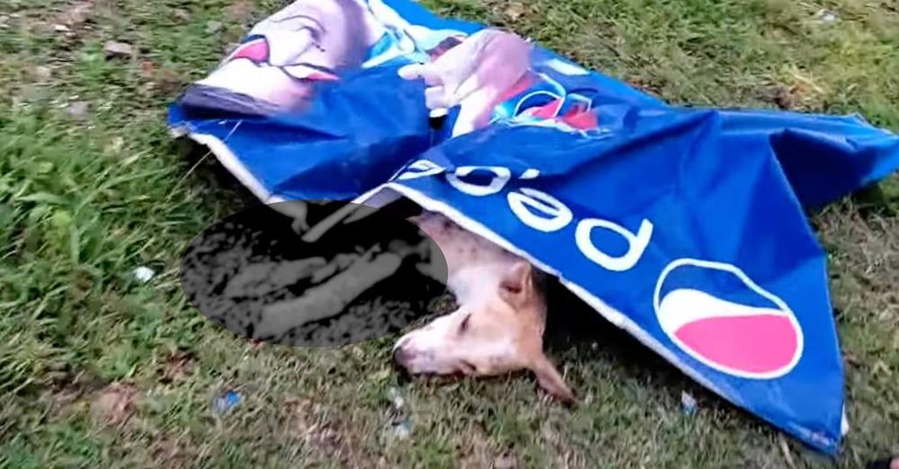 Local Dog Found Covered With A Poster And Unable To Move