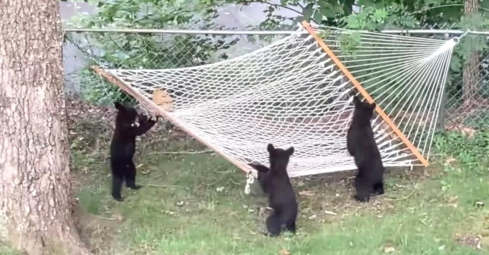 Three Bear Cubs Seen Trying To Figure Out The Hammock In The Backyard