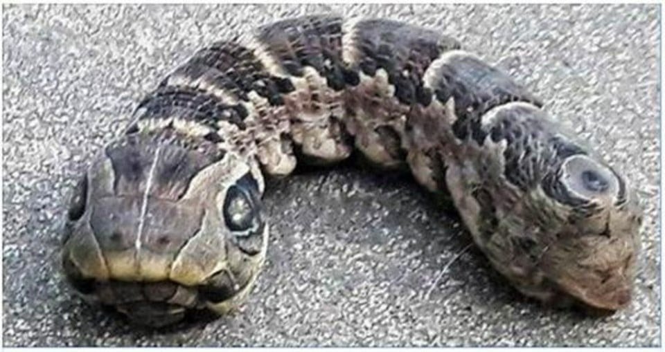 Woman discovers strange snake-like creature – you won’t believe what it really is