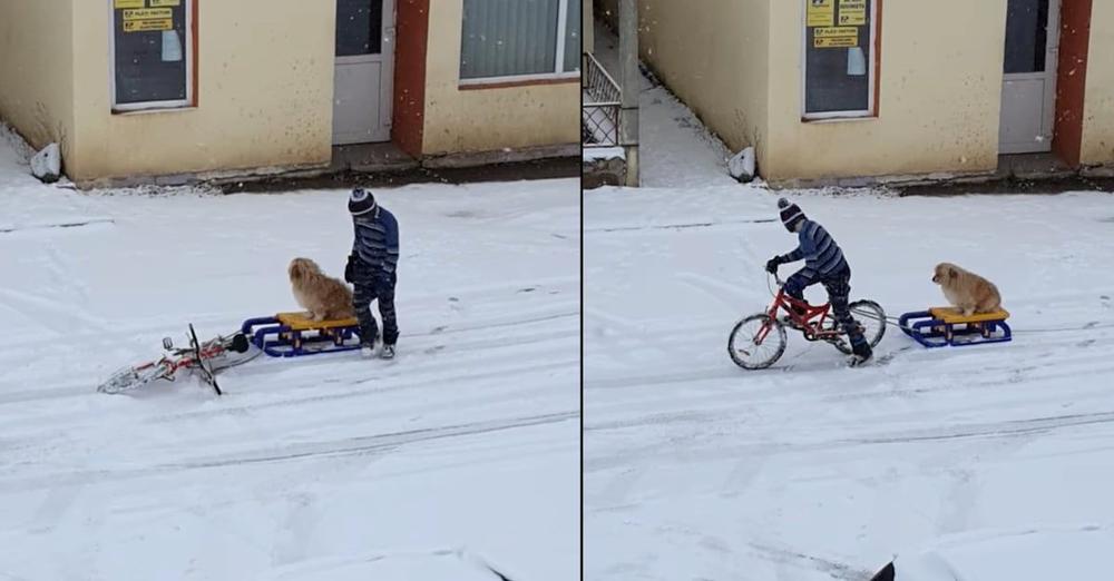 Little Boy Seen Carefully Readying His Dog For A Fun Sled Ride