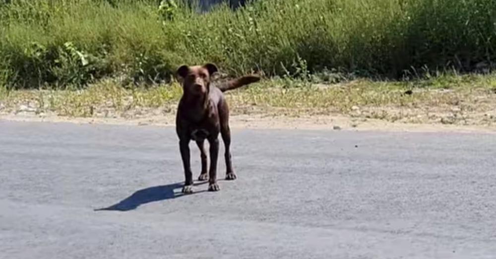 Street Dog Waited In The Same Spot Every Day For Someone To Save Him