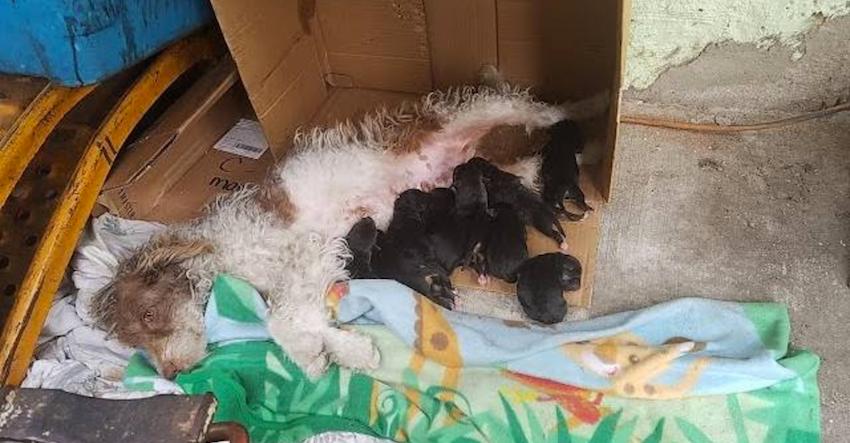 Stray crawls under random porch and gives birth to 9 puppies
