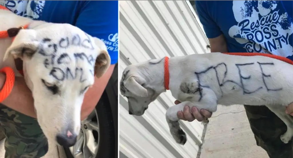 Dog is abandoned in park with “FREE” written on her fur in permanent marker