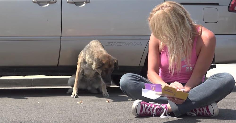 Senior Dog Was Ready To Leave Her Lonely Life On The Streets When They Showed Up