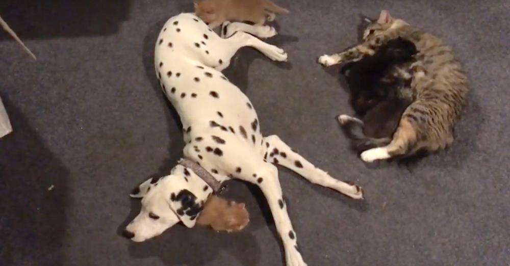 Dalmatian And Mother Cat Share Responsibilities For Litter Of Kittens