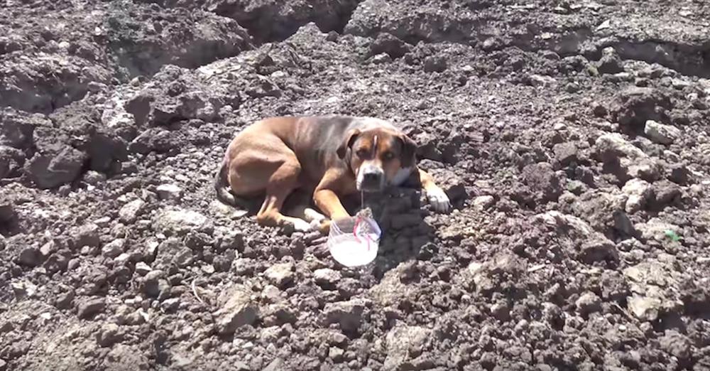 Dog Abandoned At A Construction Site Was Too Scared To Move