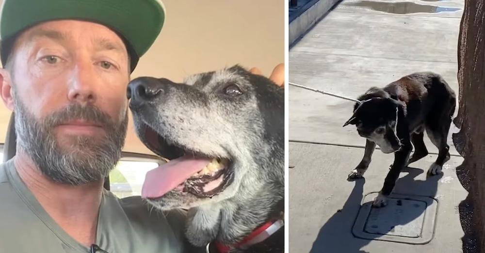 Guy Takes An Old Dog From The Shelter So He Doesn’t Die In There Alone